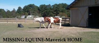 MISSING EQUINE-Maverick HOME& SAFE 10/21/18 Near Crocker, MO, 65452